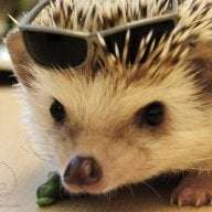 ultrahedgehog